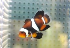 画像4: 【海水魚・クマノミ】【通販】ロングフィンペルクラウンアネモネフィッシュ(個体販売）（±4.5cm） No.2（生体）(海水魚) (4)