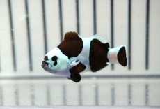 画像1: 【ウィンターセール 10％OFF対象商品】 【海水魚・クマノミ】【通販】人工飼料OK♪ブラックストームクラウンフィッシュ（大きめサイズ）(個体販売）（±5cm） No.1（生体）(海水魚) (1)