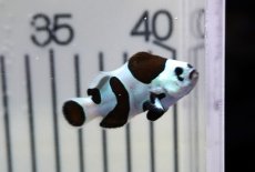 画像2: 【ウィンターセール 10％OFF対象商品】 【海水魚・クマノミ】【通販】人工飼料OK♪ブラックストームクラウンフィッシュ（大きめサイズ）(個体販売）（±5cm） No.1（生体）(海水魚) (2)