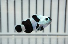 画像1: 【ウィンターセール 10％OFF対象商品】 【海水魚・クマノミ】【通販】人工飼料OK♪ブラックストームクラウンフィッシュ（大きめサイズ）(個体販売）（±5cm） No.2（生体）(海水魚) (1)