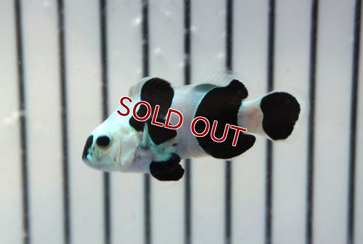 画像2: 【海水魚・クマノミ】【通販】人工飼料OK♪ブラックストームクラウンフィッシュ（大きめサイズ）(個体販売）（±5cm） No.2（生体）(海水魚) (2)