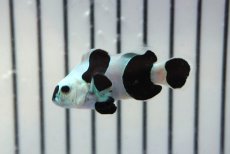 画像2: 【ウィンターセール 10％OFF対象商品】 【海水魚・クマノミ】【通販】人工飼料OK♪ブラックストームクラウンフィッシュ（大きめサイズ）(個体販売）（±5cm） No.2（生体）(海水魚) (2)