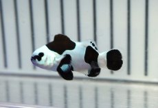 画像1: 【ウィンターセール 10％OFF対象商品】 【海水魚・クマノミ】【通販】人工飼料OK♪ブラックストームクラウンフィッシュ（大きめサイズ）(個体販売）（±5cm） No.3（生体）(海水魚) (1)