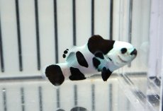 画像2: 【ウィンターセール 10％OFF対象商品】 【海水魚・クマノミ】【通販】人工飼料OK♪ブラックストームクラウンフィッシュ（大きめサイズ）(個体販売）（±5cm） No.3（生体）(海水魚) (2)