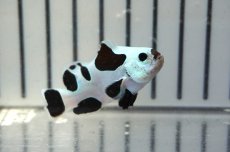 画像1: 【ウィンターセール 10％OFF対象商品】 【海水魚・クマノミ】【通販】人工飼料OK♪ブラックストームクラウンフィッシュ（大きめサイズ）(個体販売）（±5cm） No.4（生体）(海水魚) (1)