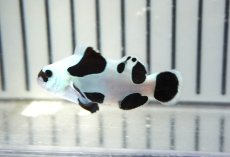 画像2: 【ウィンターセール 10％OFF対象商品】 【海水魚・クマノミ】【通販】人工飼料OK♪ブラックストームクラウンフィッシュ（大きめサイズ）(個体販売）（±5cm） No.4（生体）(海水魚) (2)