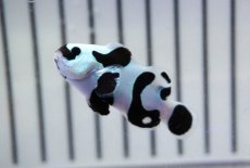 画像1: 【ウィンターセール 10％OFF対象商品】 【海水魚・クマノミ】【通販】人工飼料OK♪ブラックストームクラウンフィッシュ（大きめサイズ）(個体販売）（±5cm） No.5（生体）(海水魚) (1)