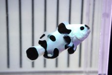 画像2: 【ウィンターセール 10％OFF対象商品】 【海水魚・クマノミ】【通販】人工飼料OK♪ブラックストームクラウンフィッシュ（大きめサイズ）(個体販売）（±5cm） No.5（生体）(海水魚) (2)