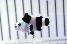 画像1: 【ウィンターセール 10％OFF対象商品】 【海水魚・クマノミ】【通販】人工飼料OK♪ブラックストームクラウンフィッシュ（大きめサイズ）(個体販売）（±5cm） No.6（生体）(海水魚) (1)
