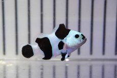 画像2: 【ウィンターセール 10％OFF対象商品】 【海水魚・クマノミ】【通販】人工飼料OK♪ブラックストームクラウンフィッシュ（大きめサイズ）(個体販売）（±5cm） No.6（生体）(海水魚) (2)