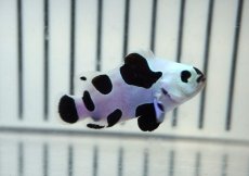 画像1: 【ウィンターセール 10％OFF対象商品】 【海水魚・クマノミ】【通販】人工飼料OK♪ブラックストームクラウンフィッシュ（大きめサイズ）(個体販売）（±5cm） No.7（生体）(海水魚) (1)