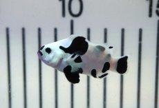 画像2: 【ウィンターセール 10％OFF対象商品】 【海水魚・クマノミ】【通販】人工飼料OK♪ブラックストームクラウンフィッシュ（大きめサイズ）(個体販売）（±5cm） No.7（生体）(海水魚) (2)