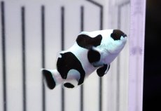 画像1: 【ウィンターセール 10％OFF対象商品】 【海水魚・クマノミ】【通販】人工飼料OK♪ブラックストームクラウンフィッシュ（大きめサイズ）(個体販売）（±5cm） No.8（生体）(海水魚) (1)