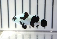 画像2: 【ウィンターセール 10％OFF対象商品】 【海水魚・クマノミ】【通販】人工飼料OK♪ブラックストームクラウンフィッシュ（大きめサイズ）(個体販売）（±5cm） No.8（生体）(海水魚) (2)