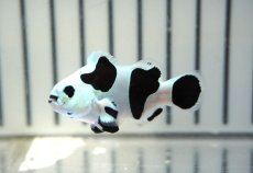 画像1: 【ウィンターセール 10％OFF対象商品】 【海水魚・クマノミ】【通販】人工飼料OK♪ブラックストームクラウンフィッシュ（大きめサイズ）(個体販売）（±5cm） No.9（生体）(海水魚) (1)