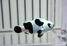 画像2: 【ウィンターセール 10％OFF対象商品】 【海水魚・クマノミ】【通販】人工飼料OK♪ブラックストームクラウンフィッシュ（大きめサイズ）(個体販売）（±5cm） No.9（生体）(海水魚) (2)