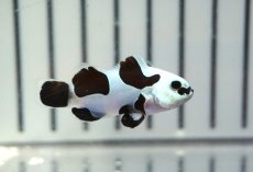 画像1: 【ウィンターセール 10％OFF対象商品】 【海水魚・クマノミ】【通販】人工飼料OK♪ブラックストームクラウンフィッシュ（Mサイズ）(個体販売）（±4.5cm） No.10（生体）(海水魚) (1)