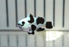 画像2: 【ウィンターセール 10％OFF対象商品】 【海水魚・クマノミ】【通販】人工飼料OK♪ブラックストームクラウンフィッシュ（Mサイズ）(個体販売）（±4.5cm） No.10（生体）(海水魚) (2)