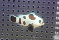 画像1: 【決算セール クーポンご利用で更に10％OFF対象商品】 【海水魚・クマノミ】【通販】人工飼料OK♪ブラックストームクラウンフィッシュ（Mサイズ）(個体販売）（±4.5cm） No.1（生体）(海水魚) (1)