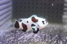 画像1: 【決算セール クーポンご利用で更に10％OFF対象商品】 【海水魚・クマノミ】【通販】人工飼料OK♪ブラックストームクラウンフィッシュ（Mサイズ）(個体販売）（±4.5cm） No.2（生体）(海水魚) (1)