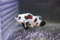 画像2: 【決算セール クーポンご利用で更に10％OFF対象商品】 【海水魚・クマノミ】【通販】人工飼料OK♪ブラックストームクラウンフィッシュ（Mサイズ）(個体販売）（±4.5cm） No.2（生体）(海水魚) (2)