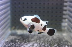 画像1: 【決算セール クーポンご利用で更に10％OFF対象商品】 【海水魚・クマノミ】【通販】人工飼料OK♪ブラックストームクラウンフィッシュ（Mサイズ）(個体販売）（±4.5cm） No.3（生体）(海水魚) (1)