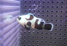 画像1: 【決算セール クーポンご利用で更に10％OFF対象商品】 【海水魚・クマノミ】【通販】人工飼料OK♪ブラックストームクラウンフィッシュ（Mサイズ）(個体販売）（±4.5cm） No.4（生体）(海水魚) (1)