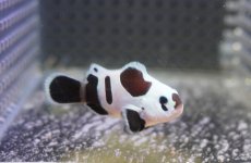 画像2: 【決算セール クーポンご利用で更に10％OFF対象商品】 【海水魚・クマノミ】【通販】人工飼料OK♪ブラックストームクラウンフィッシュ（Mサイズ）(個体販売）（±4.5cm） No.4（生体）(海水魚) (2)