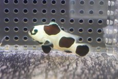 画像1: 【決算セール クーポンご利用で更に10％OFF対象商品】 【海水魚・クマノミ】【通販】人工飼料OK♪ブラックストームクラウンフィッシュ（Mサイズ）(個体販売）（±4.5cm） No.5（生体）(海水魚) (1)