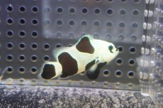 画像2: 【決算セール クーポンご利用で更に10％OFF対象商品】 【海水魚・クマノミ】【通販】人工飼料OK♪ブラックストームクラウンフィッシュ（Mサイズ）(個体販売）（±4.5cm） No.5（生体）(海水魚) (2)