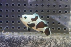 画像1: 【決算セール クーポンご利用で更に10％OFF対象商品】 【海水魚・クマノミ】【通販】人工飼料OK♪ブラックストームクラウンフィッシュ（Mサイズ）(個体販売）（±4.5cm） No.6（生体）(海水魚) (1)