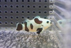 画像2: 【決算セール クーポンご利用で更に10％OFF対象商品】 【海水魚・クマノミ】【通販】人工飼料OK♪ブラックストームクラウンフィッシュ（Mサイズ）(個体販売）（±4.5cm） No.6（生体）(海水魚) (2)