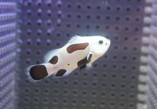 画像2: 【決算セール クーポンご利用で更に10％OFF対象商品】 【海水魚・クマノミ】【通販】人工飼料OK♪ブラックストームクラウンフィッシュ（Mサイズ）(個体販売）（±4.5cm） No.7（生体）(海水魚) (2)