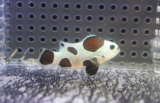 画像1: 【決算セール クーポンご利用で更に10％OFF対象商品】 【海水魚・クマノミ】【通販】人工飼料OK♪ブラックストームクラウンフィッシュ（Mサイズ）(個体販売）（±4.5cm） No.8（生体）(海水魚) (1)