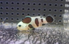 画像2: 【決算セール クーポンご利用で更に10％OFF対象商品】 【海水魚・クマノミ】【通販】人工飼料OK♪ブラックストームクラウンフィッシュ（Mサイズ）(個体販売）（±4.5cm） No.8（生体）(海水魚) (2)