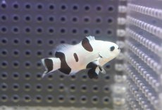 画像1: 【決算セール クーポンご利用で更に10％OFF対象商品】 【海水魚・クマノミ】【通販】人工飼料OK♪ブラックストームクラウンフィッシュ（Mサイズ）(個体販売）（±4.5cm） No.9（生体）(海水魚) (1)