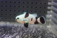 画像2: 【決算セール クーポンご利用で更に10％OFF対象商品】 【海水魚・クマノミ】【通販】人工飼料OK♪ブラックストームクラウンフィッシュ（Mサイズ）(個体販売）（±4.5cm） No.9（生体）(海水魚) (2)