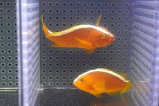 画像1: 【10%OFF対象商品30周年セール】 【海水魚・クマノミ】【通販】【沖縄産】Wildセジロクマノミ（ペア）(個体販売）（±6.5-8.5cm）（生体）(海水魚) (1)