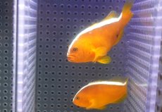 画像2: 【10%OFF対象商品30周年セール】 【海水魚・クマノミ】【通販】【沖縄産】Wildセジロクマノミ（ペア）(個体販売）（±6.5-8.5cm）（生体）(海水魚) (2)