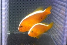 画像3: 【10%OFF対象商品30周年セール】 【海水魚・クマノミ】【通販】【沖縄産】Wildセジロクマノミ（ペア）(個体販売）（±6.5-8.5cm）（生体）(海水魚) (3)