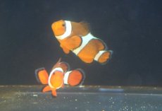 画像1: 【10%OFF対象商品30周年セール】 【海水魚・クマノミ】【通販】【沖縄産】Wildカクレクマノミ（ペア）(個体販売）（±7-8cm）（生体）(海水魚) (1)