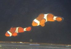 画像2: 【10%OFF対象商品30周年セール】 【海水魚・クマノミ】【通販】【沖縄産】Wildカクレクマノミ（ペア）(個体販売）（±7-8cm）（生体）(海水魚) (2)