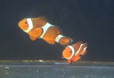 画像3: 【10%OFF対象商品30周年セール】 【海水魚・クマノミ】【通販】【沖縄産】Wildカクレクマノミ（ペア）(個体販売）（±7-8cm）（生体）(海水魚) (3)