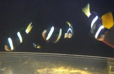 画像1: 【海水魚・クマノミ】【通販】【沖縄産ハンドコート物】クマノミファミリー（5匹セット）(個体販売）（±4.5-10ｃm）（生体）(海水魚) (1)