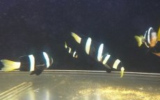 画像2: 【海水魚・クマノミ】【通販】【沖縄産ハンドコート物】クマノミファミリー（5匹セット）(個体販売）（±4.5-10ｃm）（生体）(海水魚) (2)
