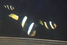 画像3: 【海水魚・クマノミ】【通販】【沖縄産ハンドコート物】クマノミファミリー（5匹セット）(個体販売）（±4.5-10ｃm）（生体）(海水魚) (3)