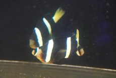 画像4: 【海水魚・クマノミ】【通販】【沖縄産ハンドコート物】クマノミファミリー（5匹セット）(個体販売）（±4.5-10ｃm）（生体）(海水魚) (4)