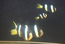 画像5: 【海水魚・クマノミ】【通販】【沖縄産ハンドコート物】クマノミファミリー（5匹セット）(個体販売）（±4.5-10ｃm）（生体）(海水魚) (5)