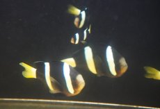 画像6: 【海水魚・クマノミ】【通販】【沖縄産ハンドコート物】クマノミファミリー（5匹セット）(個体販売）（±4.5-10ｃm）（生体）(海水魚) (6)