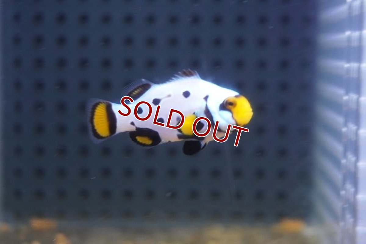 画像1: 【海水魚・クマノミ】【通販】フロストバイトクラウンフィッシュ(個体販売）（±4cm）No.1（生体）(海水魚) (1)